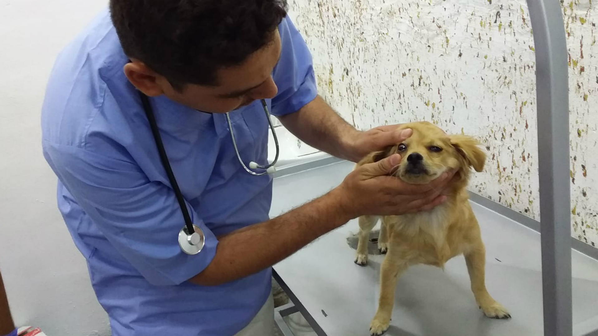 الموصل تشهد افتتاح أول عيادة متخصصة لمعالجة الكلاب والقطط